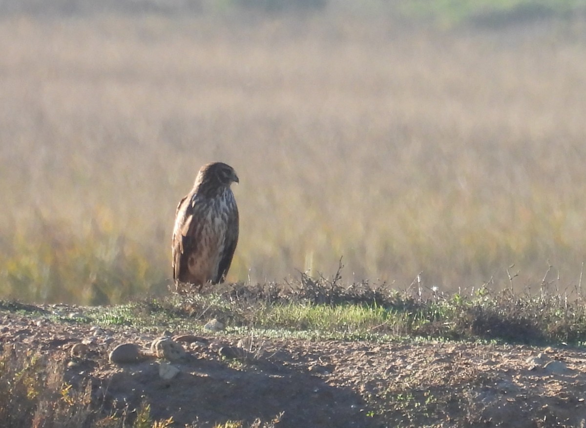 Northern Harrier - ML646725123