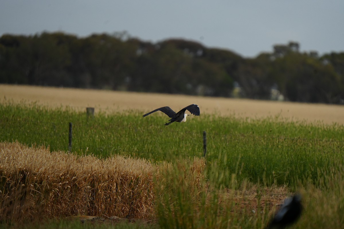 Ak Boyunlu Balıkçıl - ML646725124