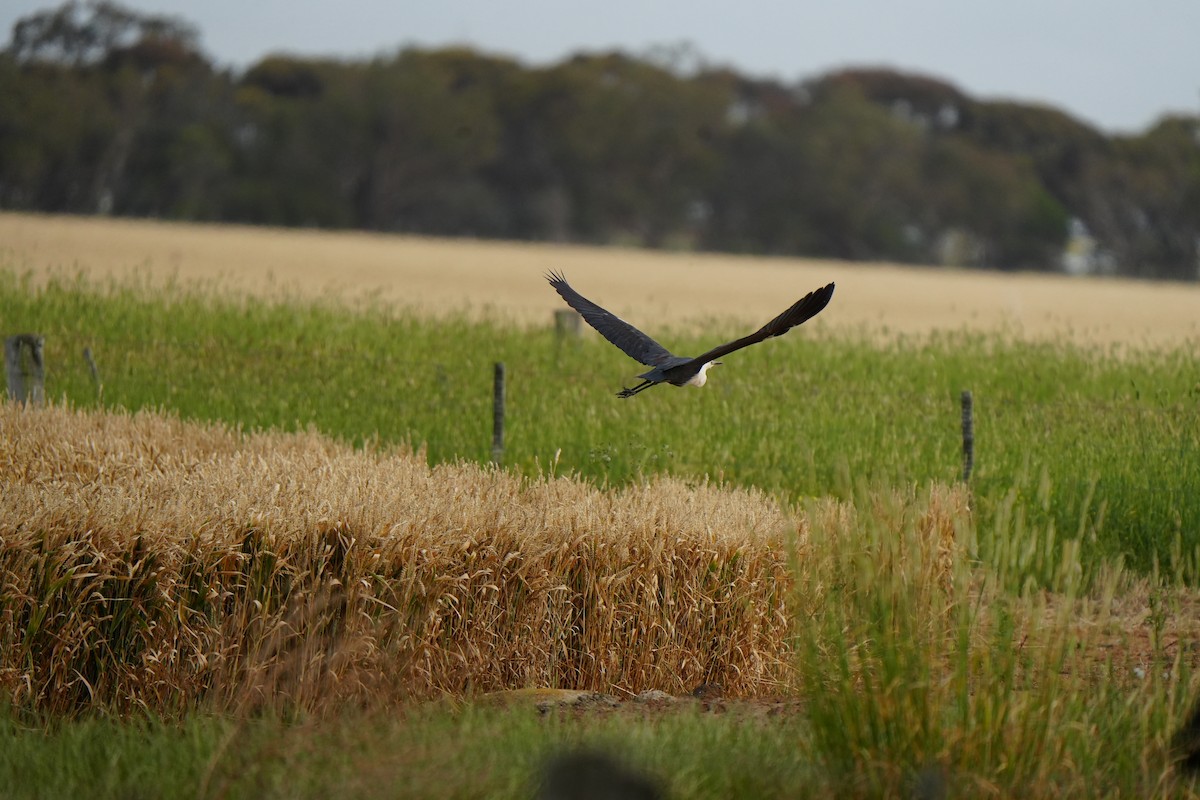 Ak Boyunlu Balıkçıl - ML646725126