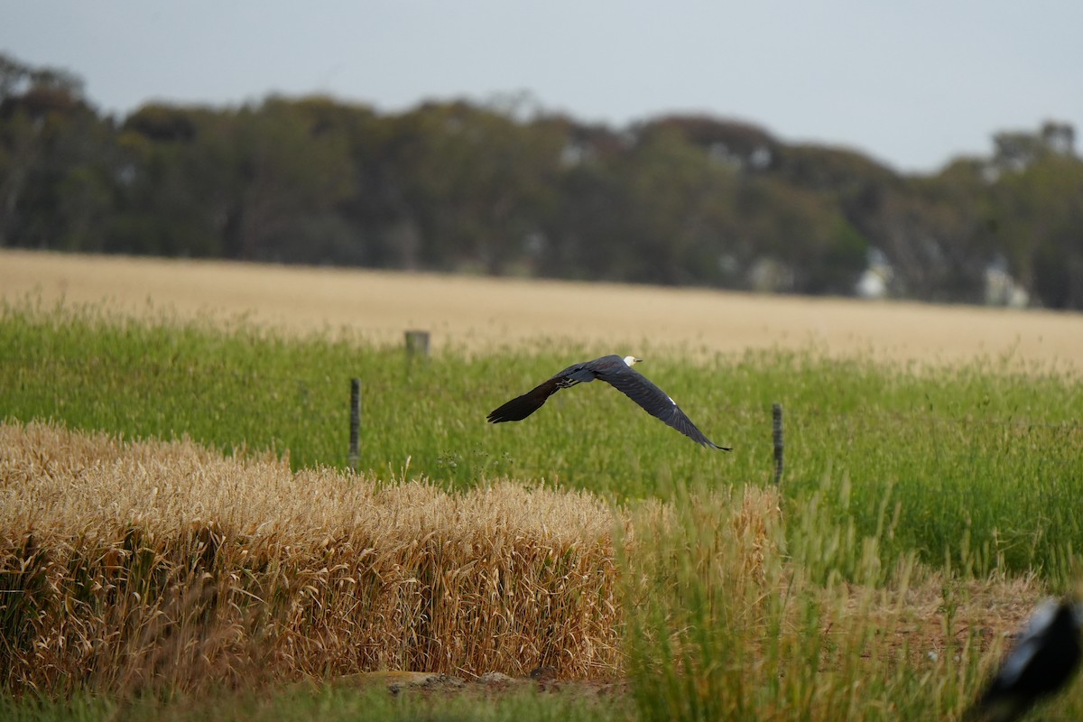 Ak Boyunlu Balıkçıl - ML646725127