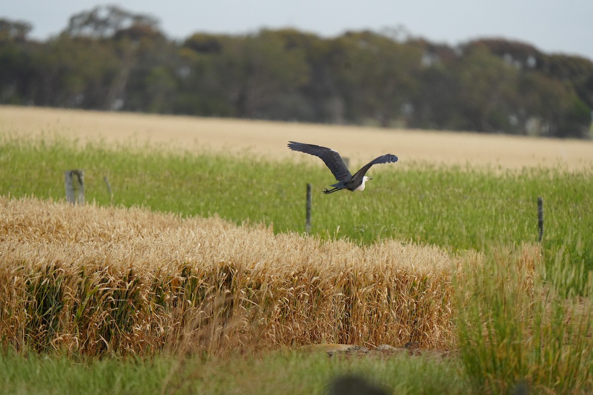 Ak Boyunlu Balıkçıl - ML646725128