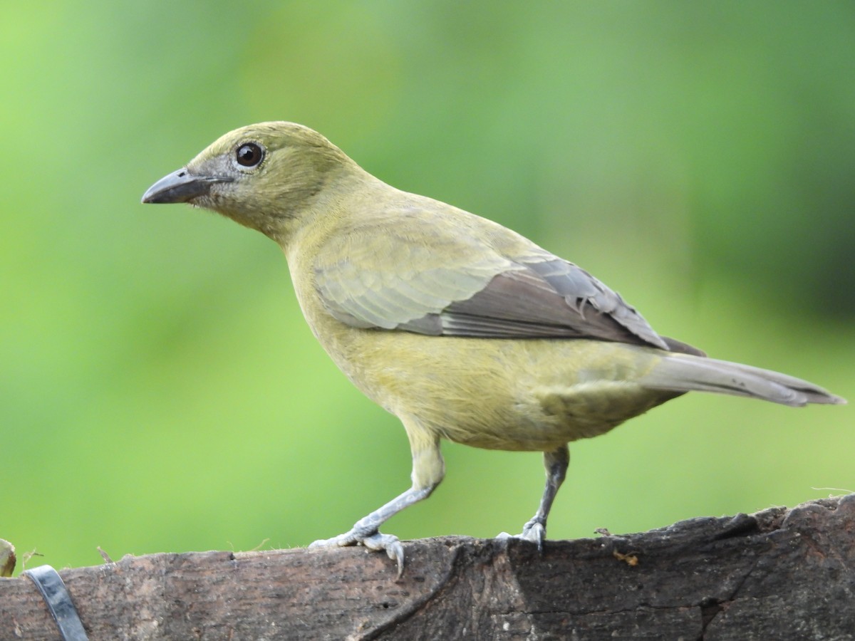 palmetanagar - ML646725129