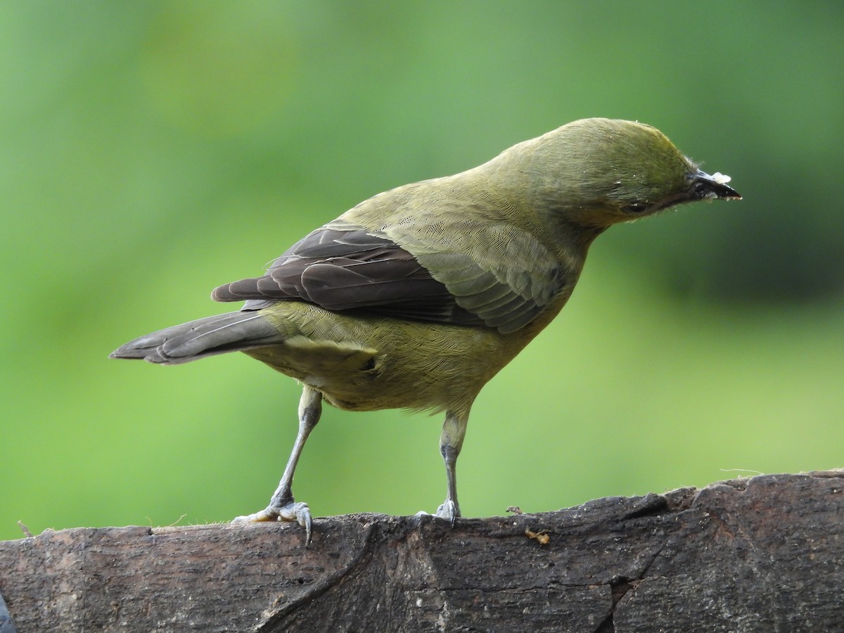 palmetanagar - ML646725130