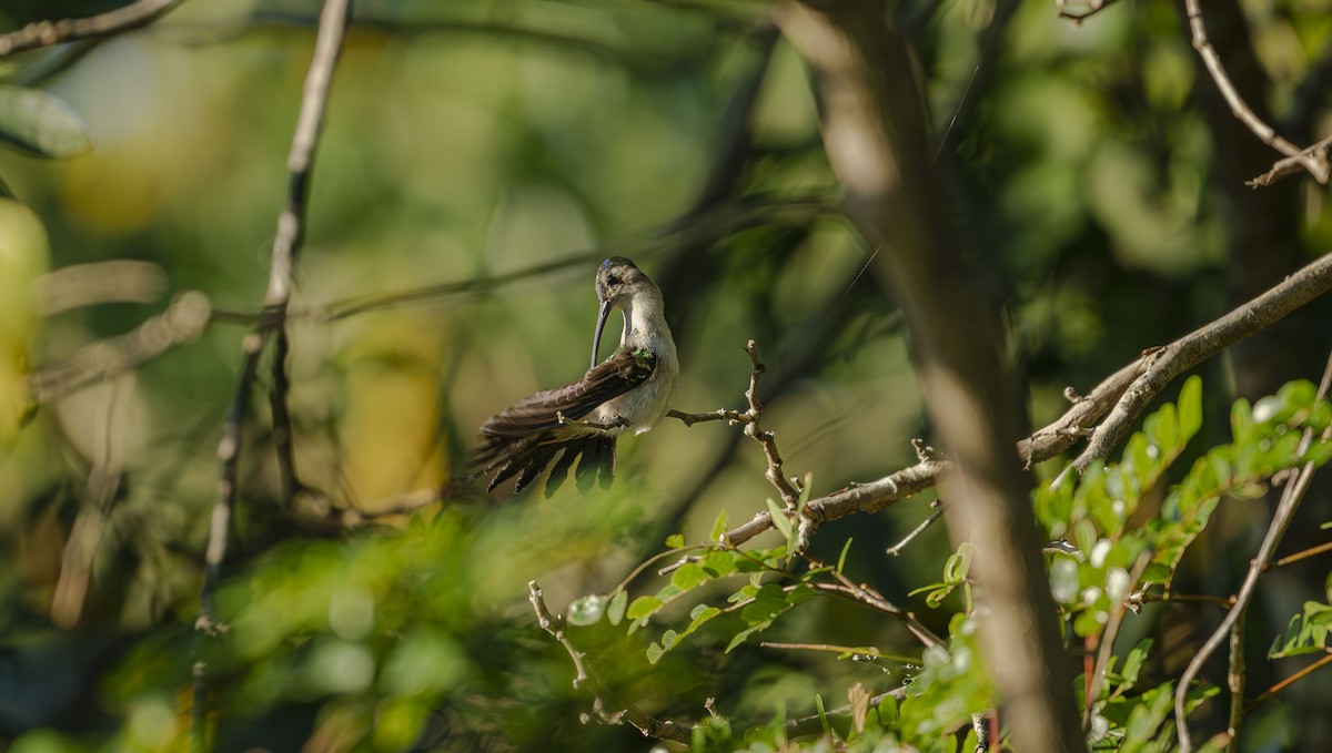 Wedge-tailed Sabrewing - ML646725131