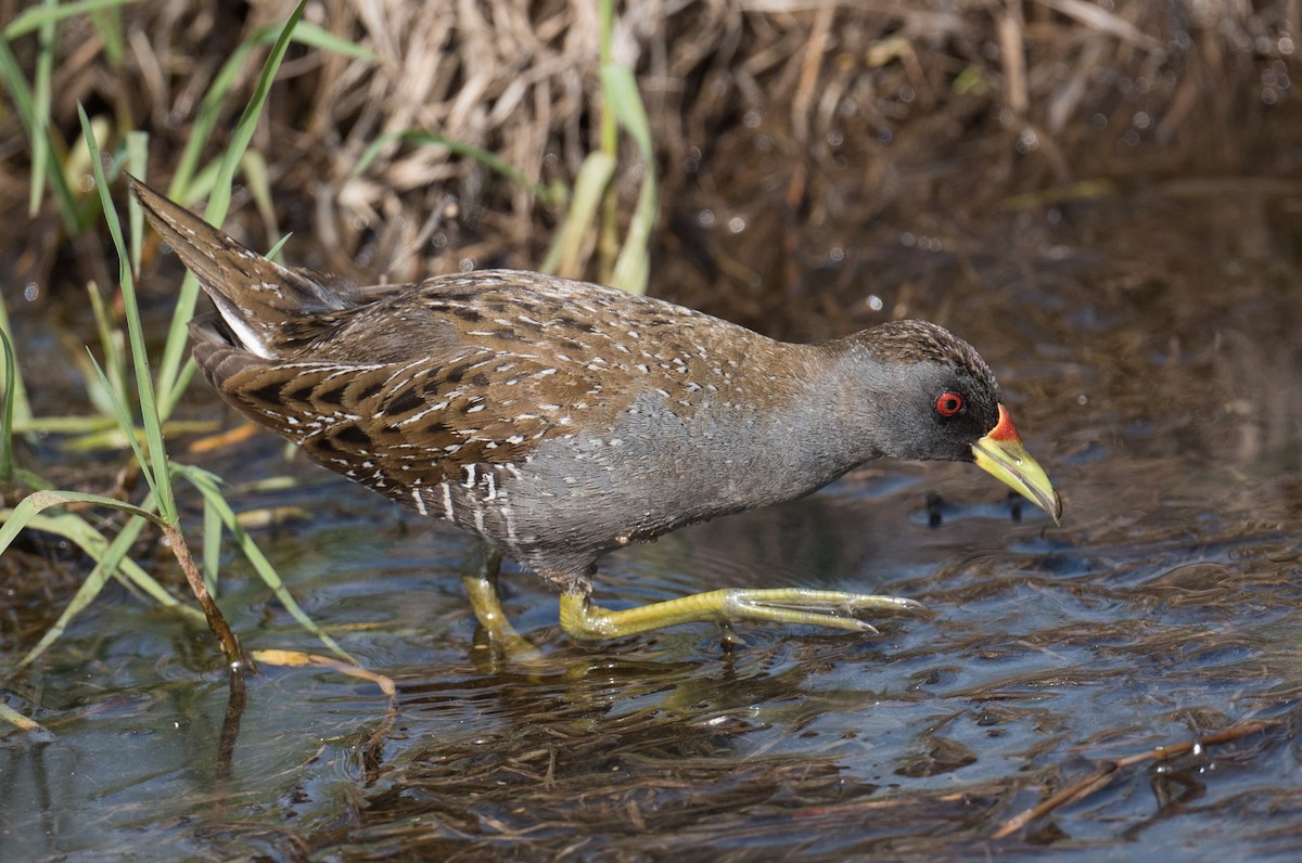 Australian Crake - ML646725132