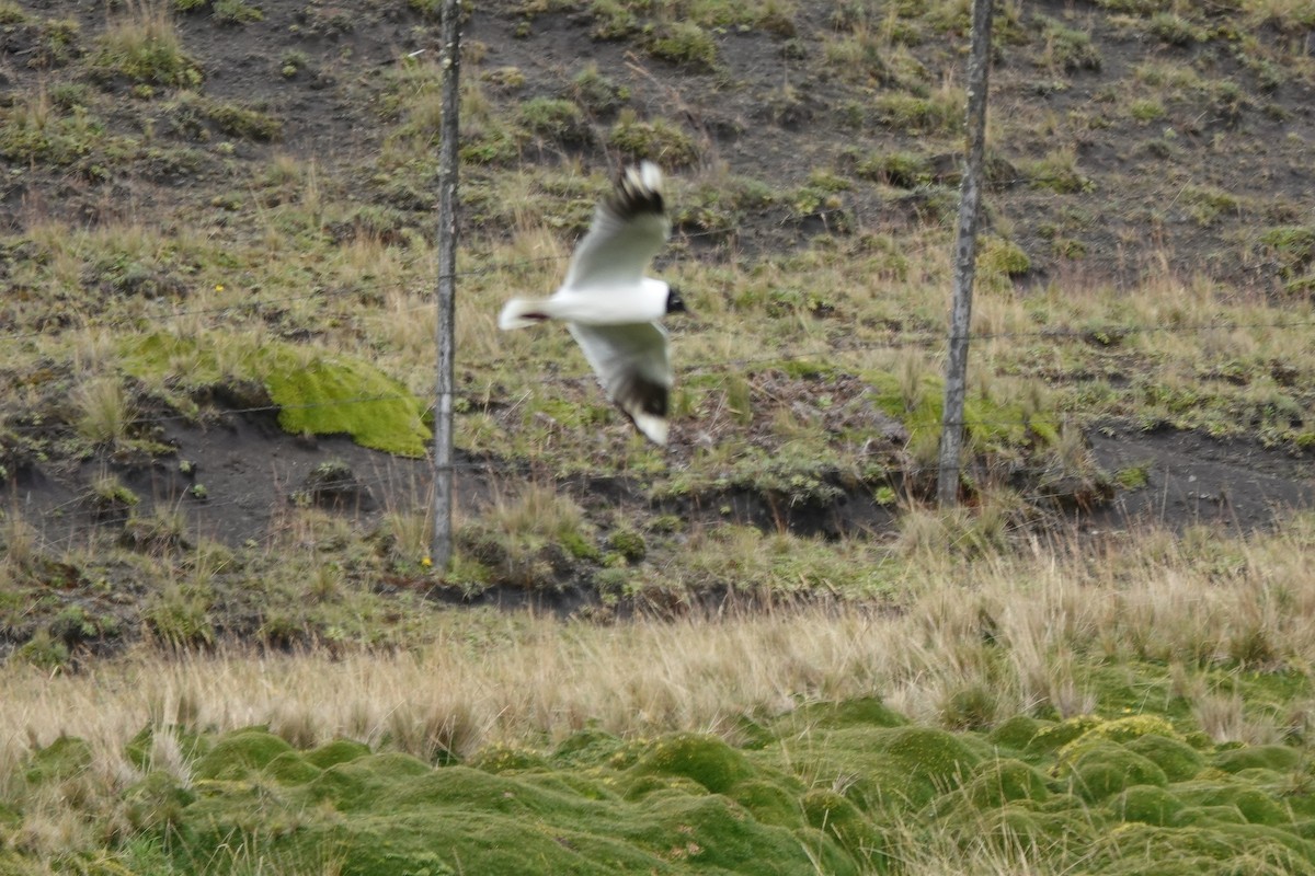 Andean Gull - ML646725137