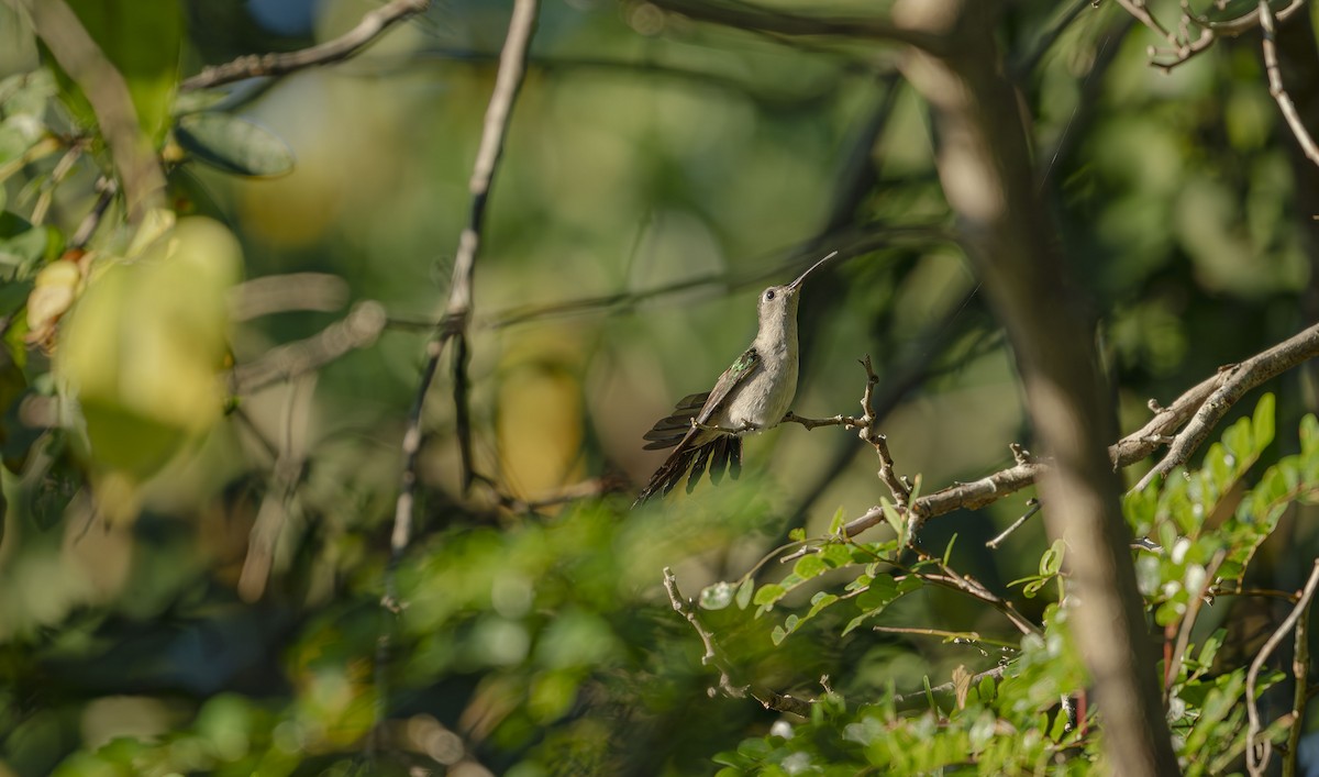 Wedge-tailed Sabrewing - ML646725138