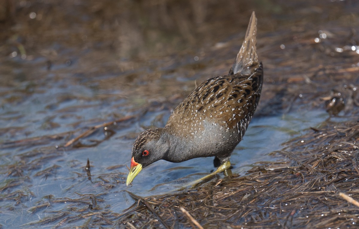 Australian Crake - ML646725148