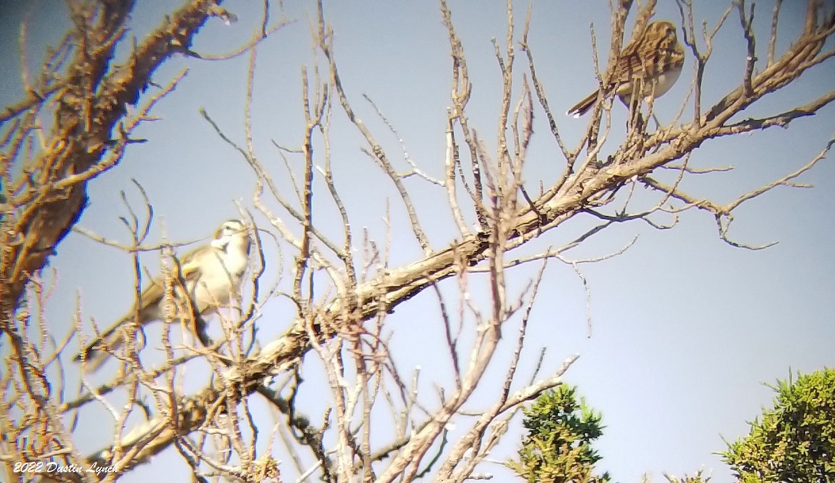 Lark Sparrow - ML646725151