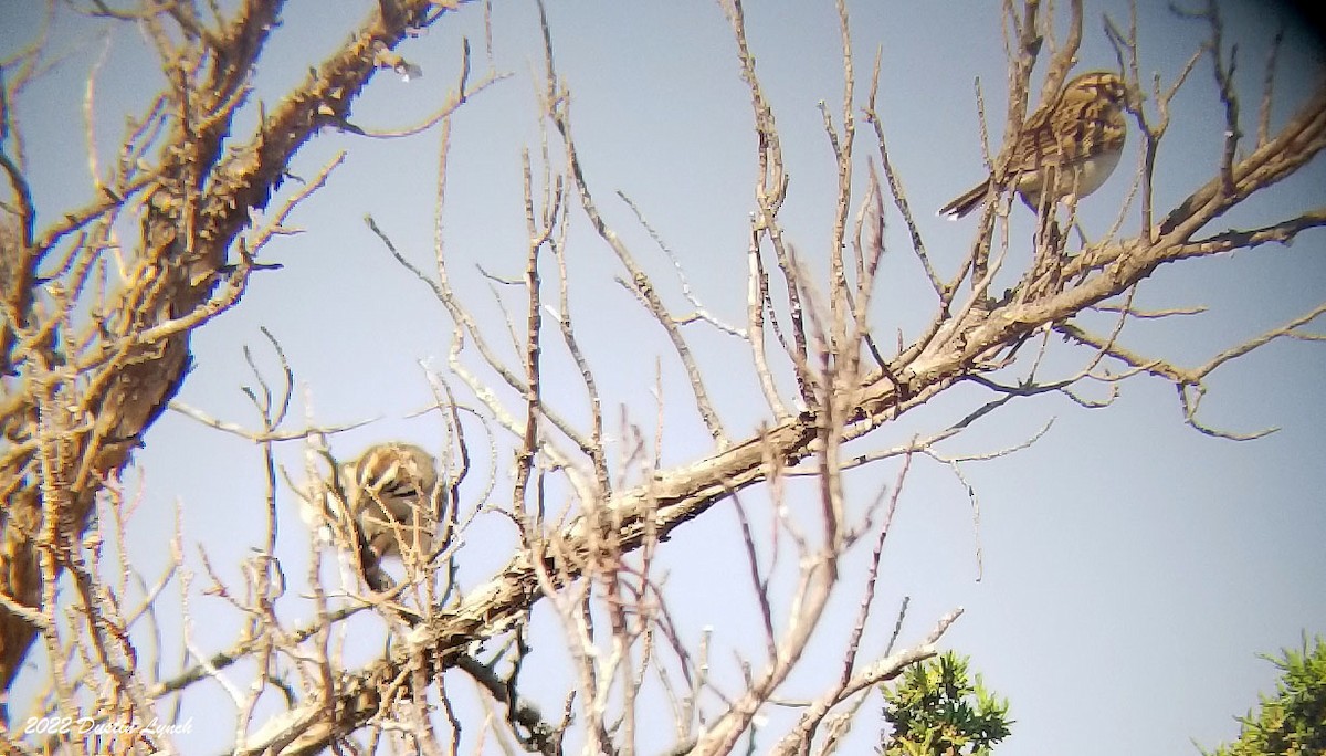 Lark Sparrow - ML646725152