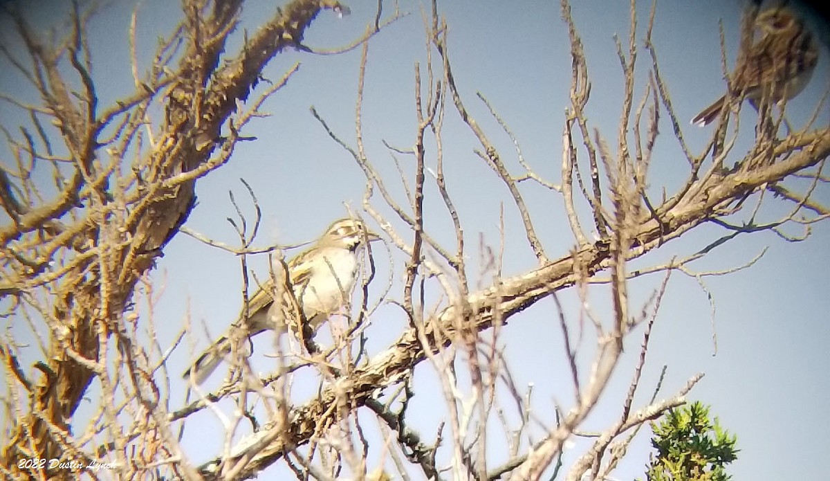 Lark Sparrow - ML646725153
