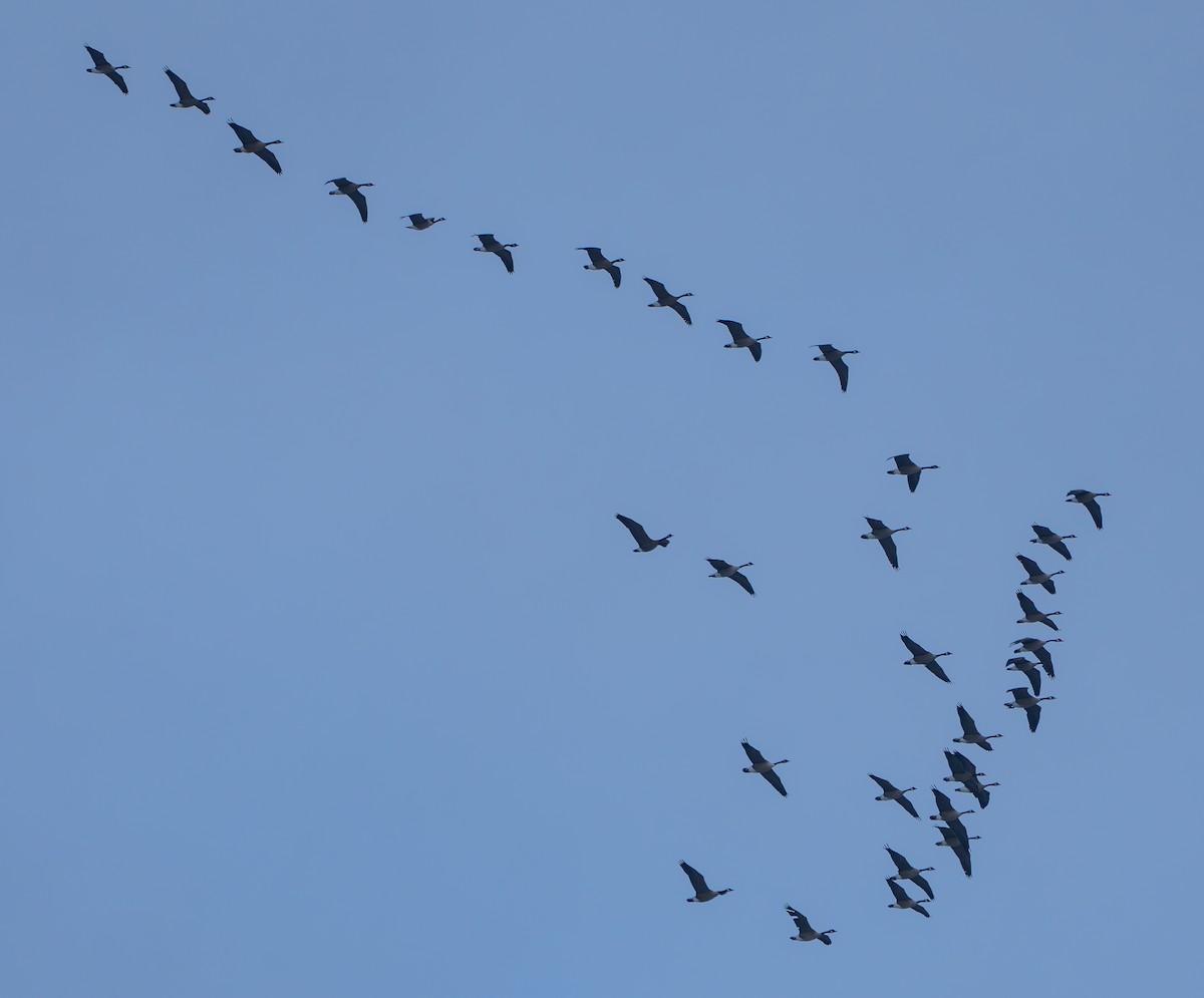 Canada Goose - ML646725154