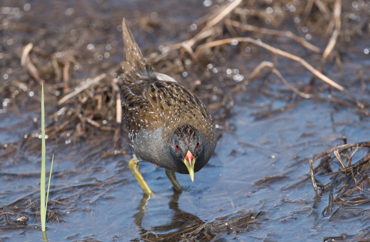 Australian Crake - ML646725163