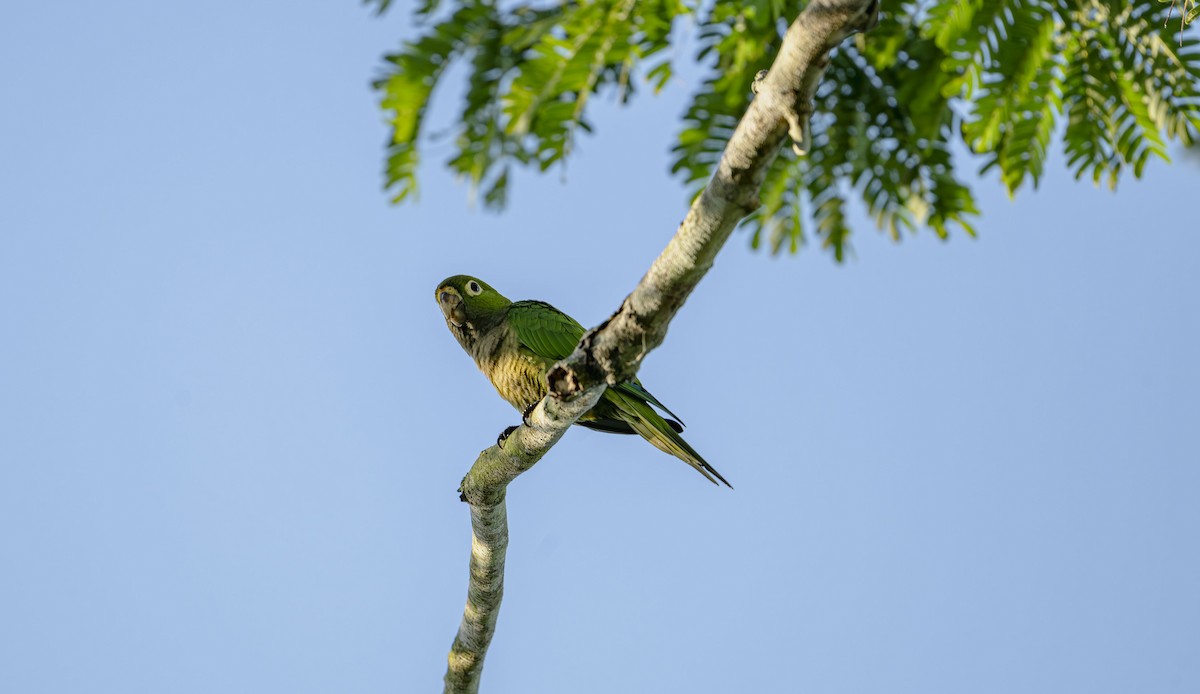 Olive-throated Parakeet - ML646725164