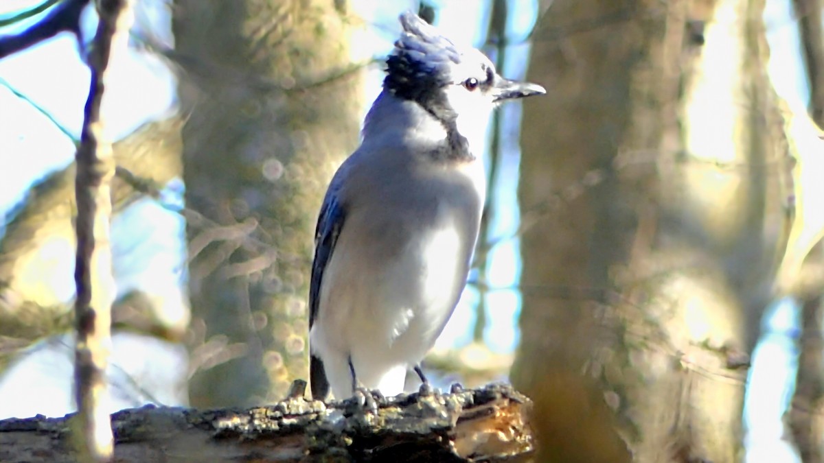 Blue Jay - ML646725170