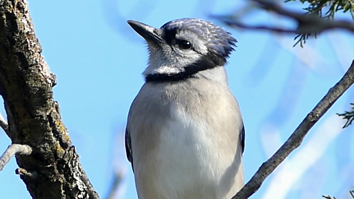 Blue Jay - ML646725171