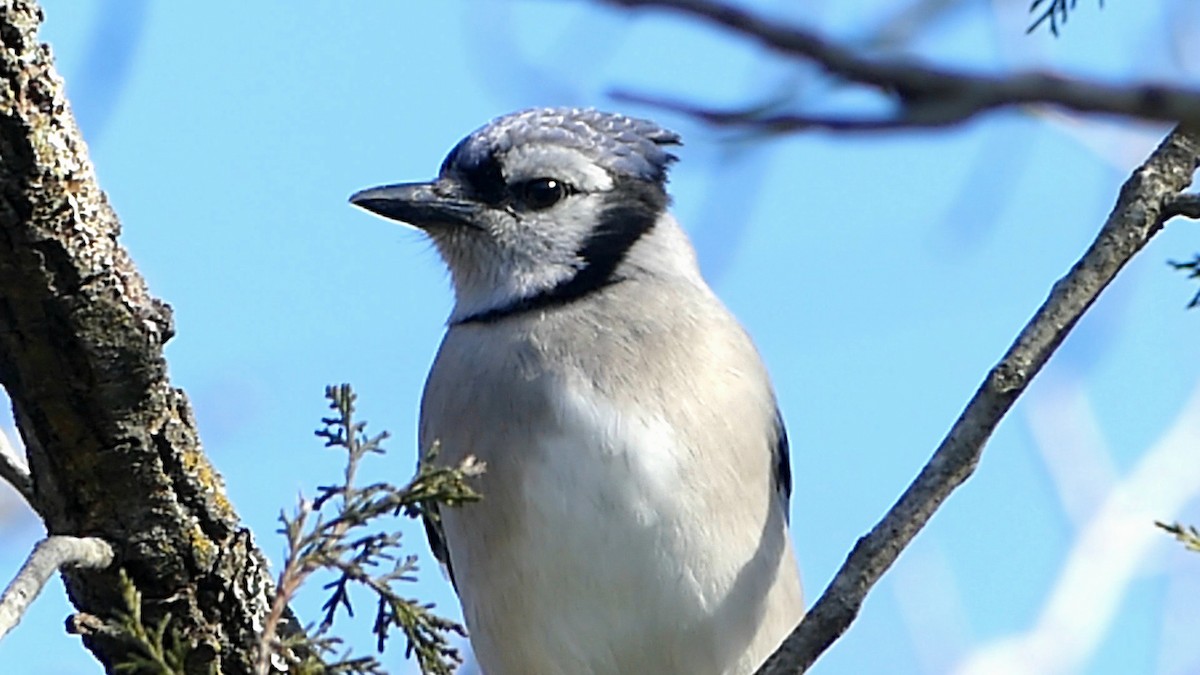 Blue Jay - ML646725172