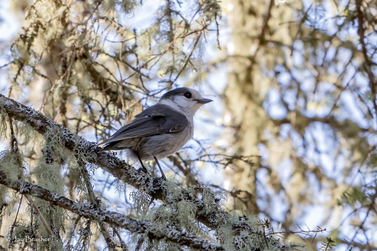 Mésangeai du Canada - ML646725173