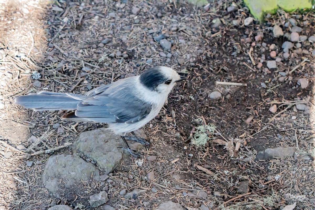 Mésangeai du Canada - ML646725174
