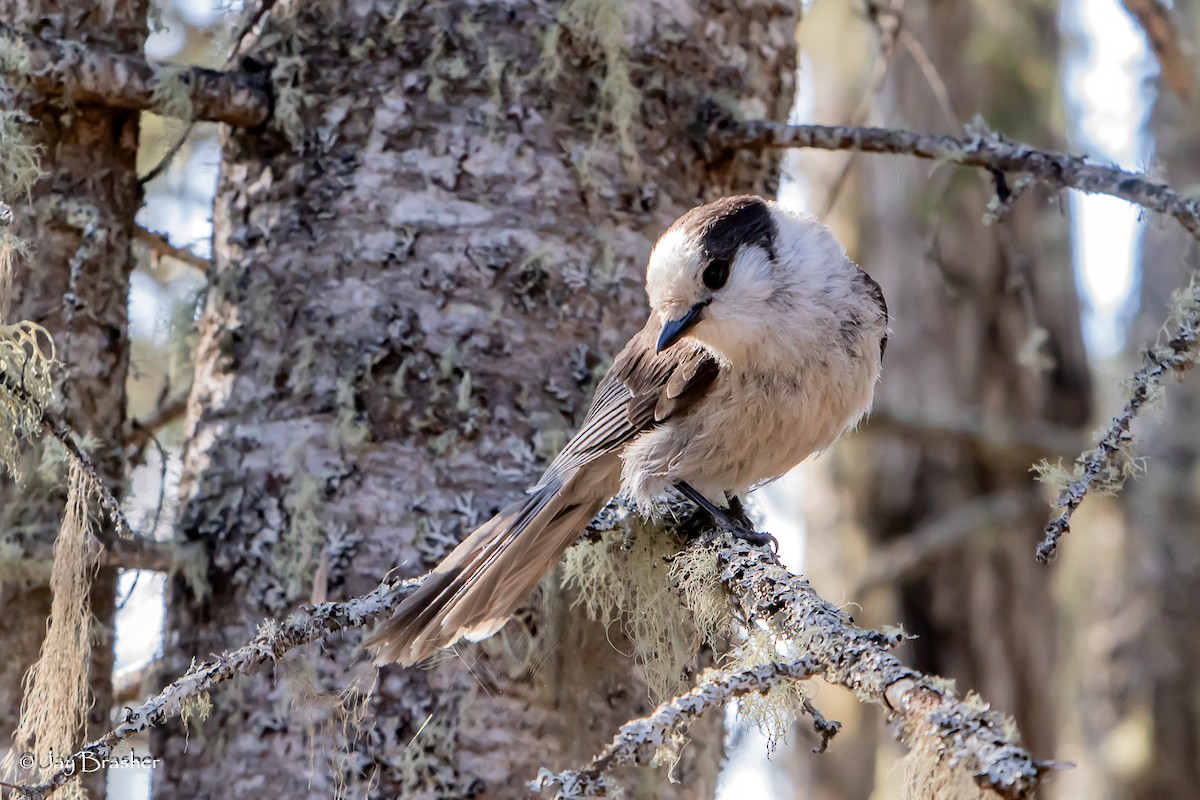 Mésangeai du Canada - ML646725175
