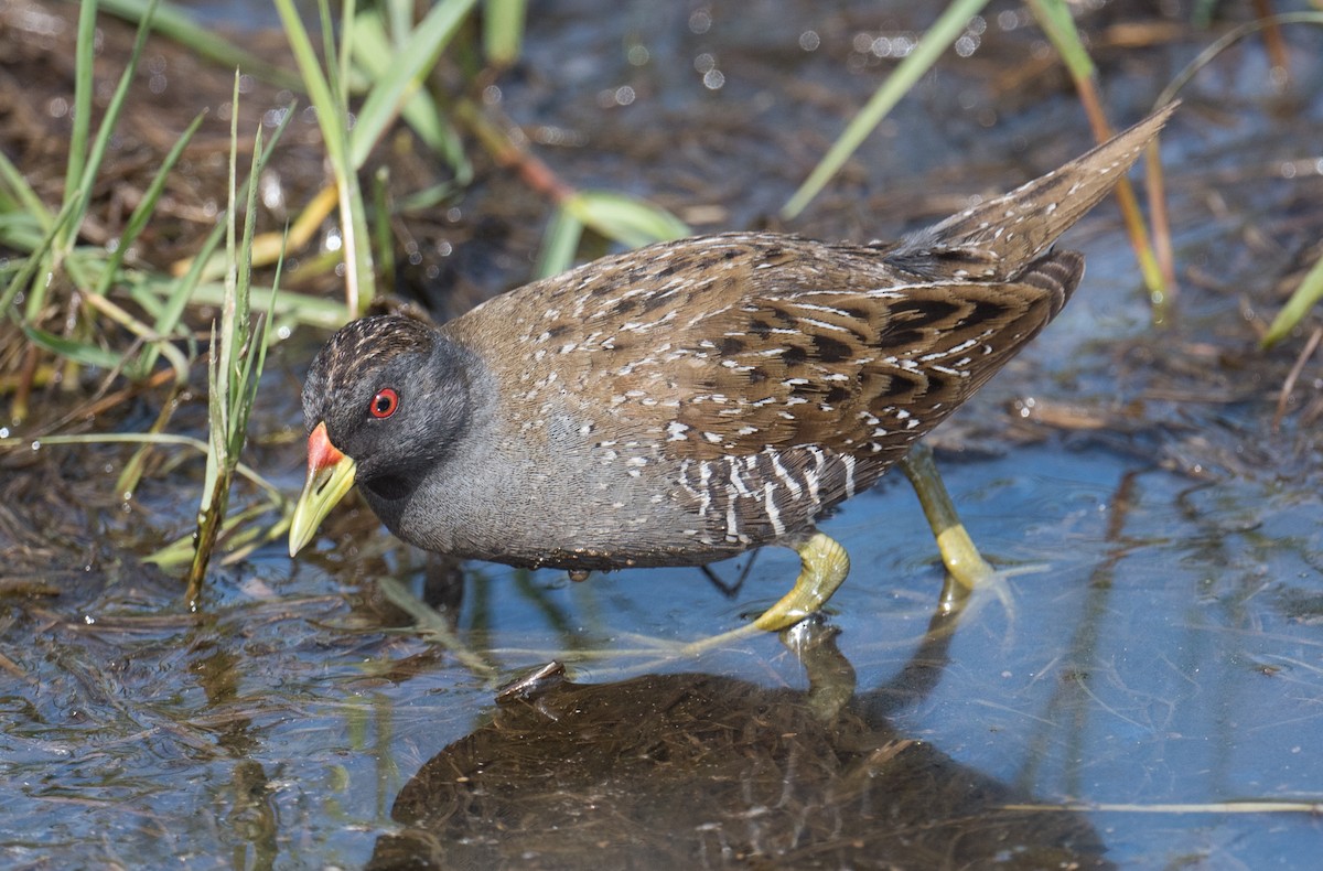 Australian Crake - ML646725176