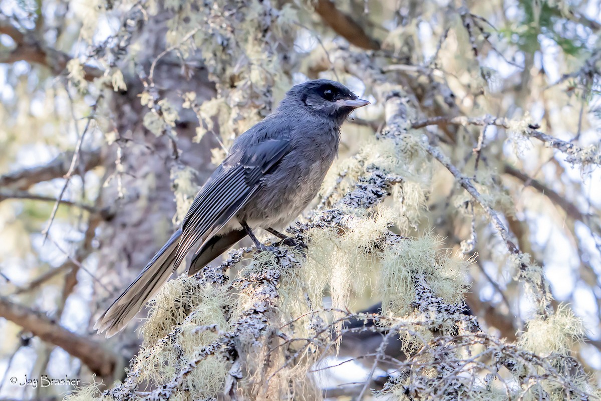 Mésangeai du Canada - ML646725177
