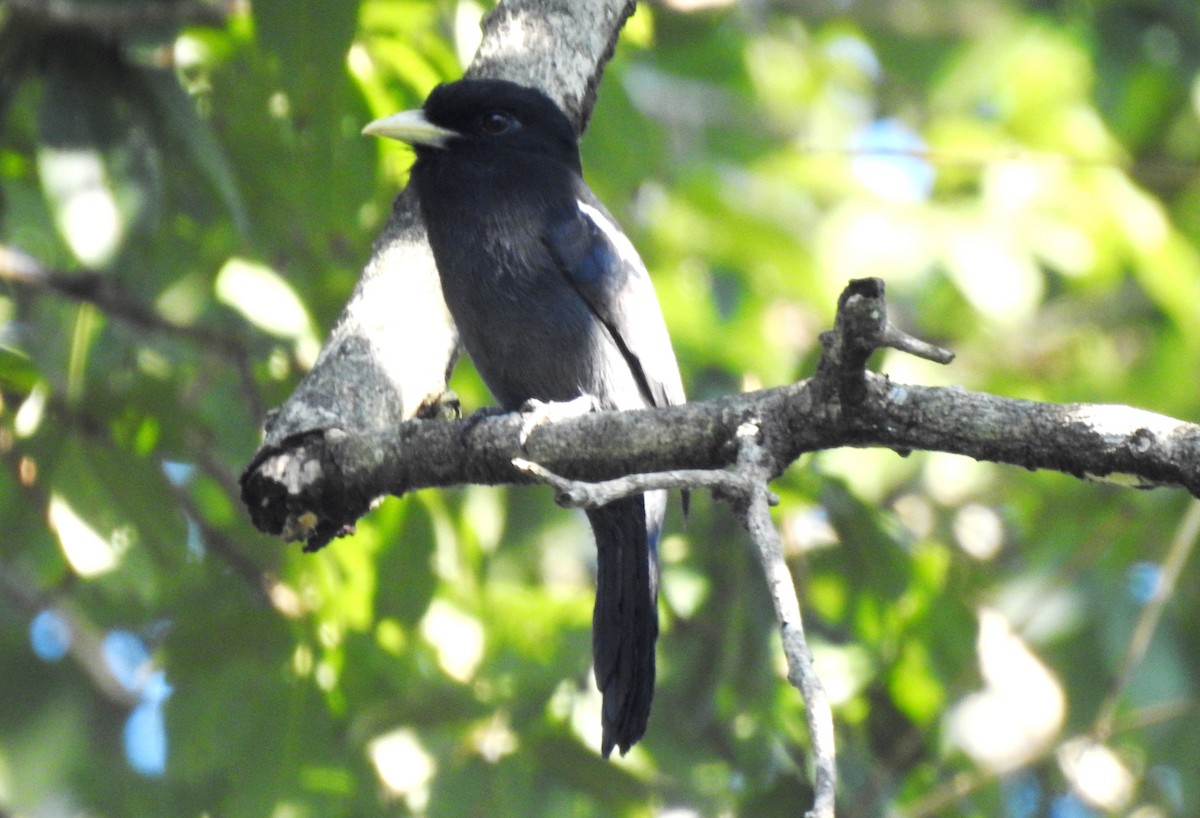 Yellow-billed Nunbird - ML646725181