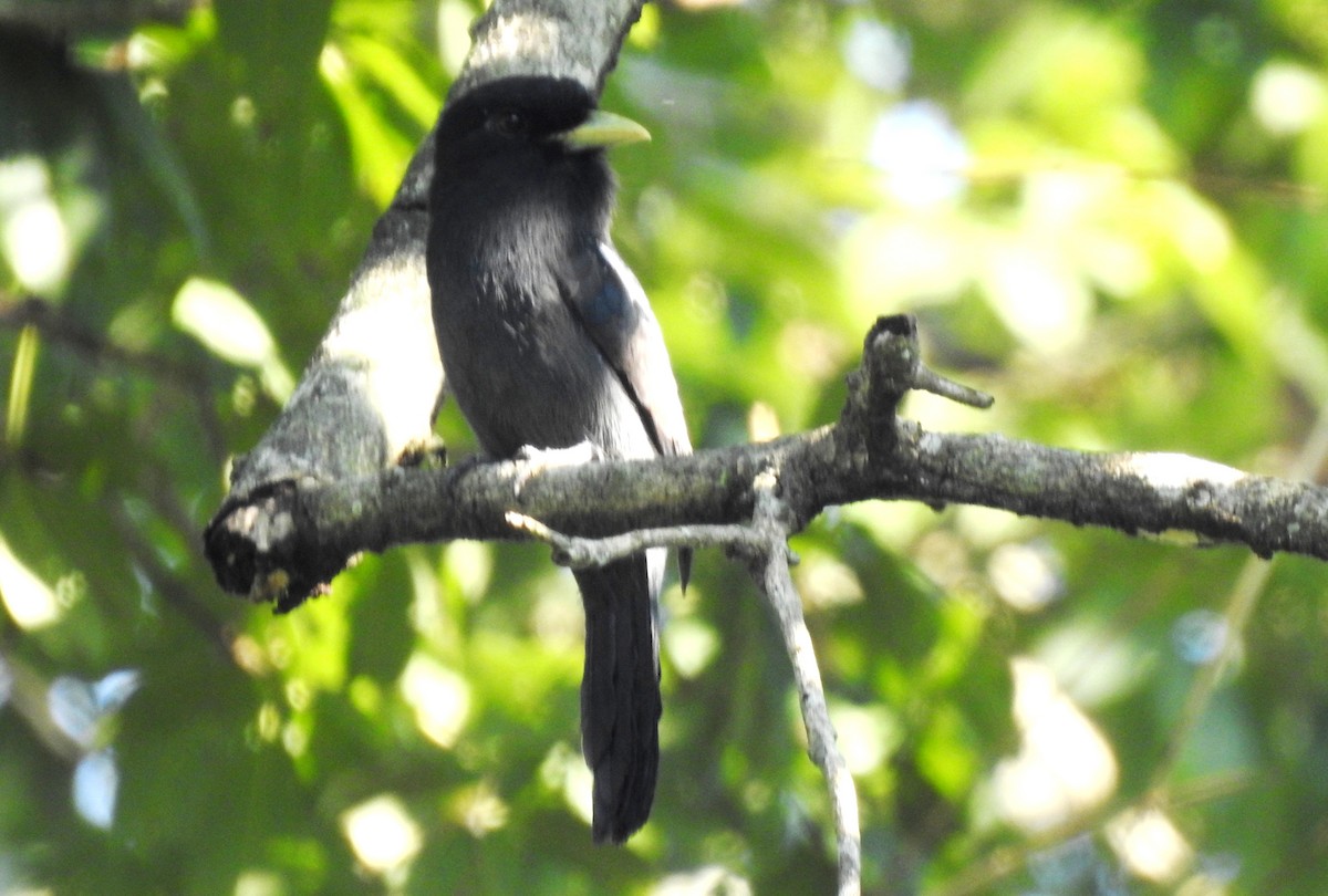 Yellow-billed Nunbird - ML646725182