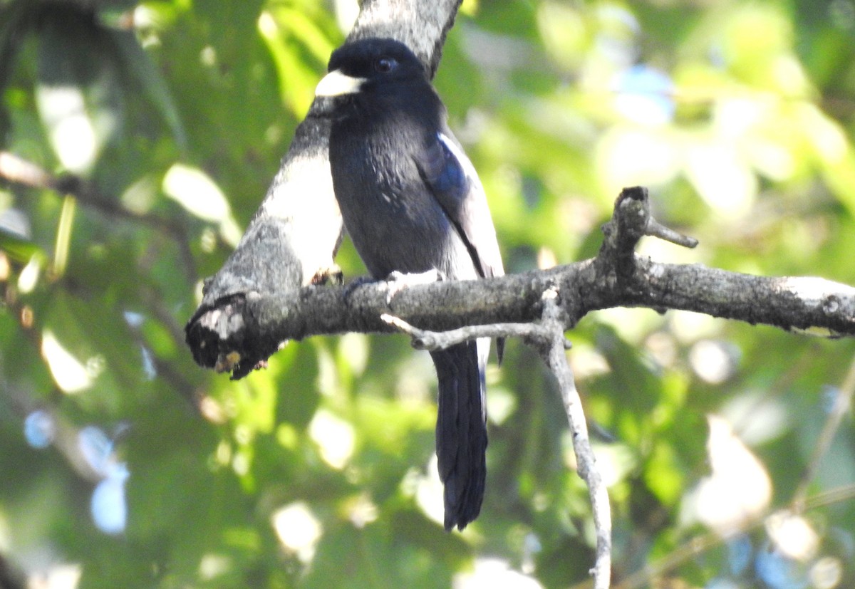 Yellow-billed Nunbird - ML646725183
