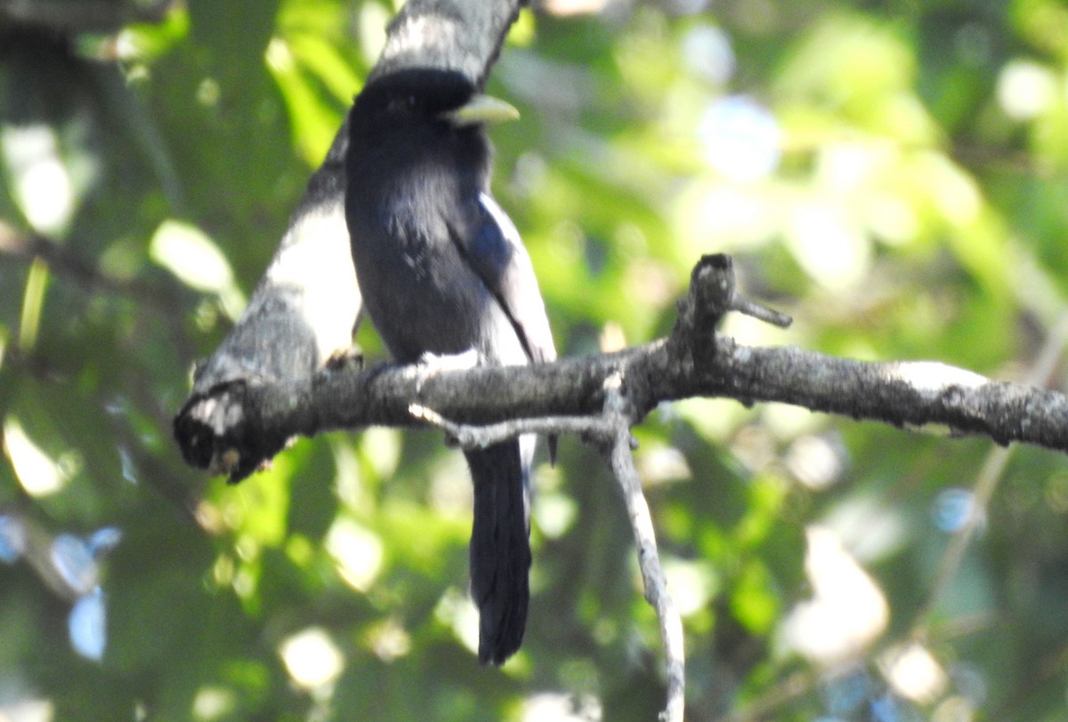Yellow-billed Nunbird - ML646725184