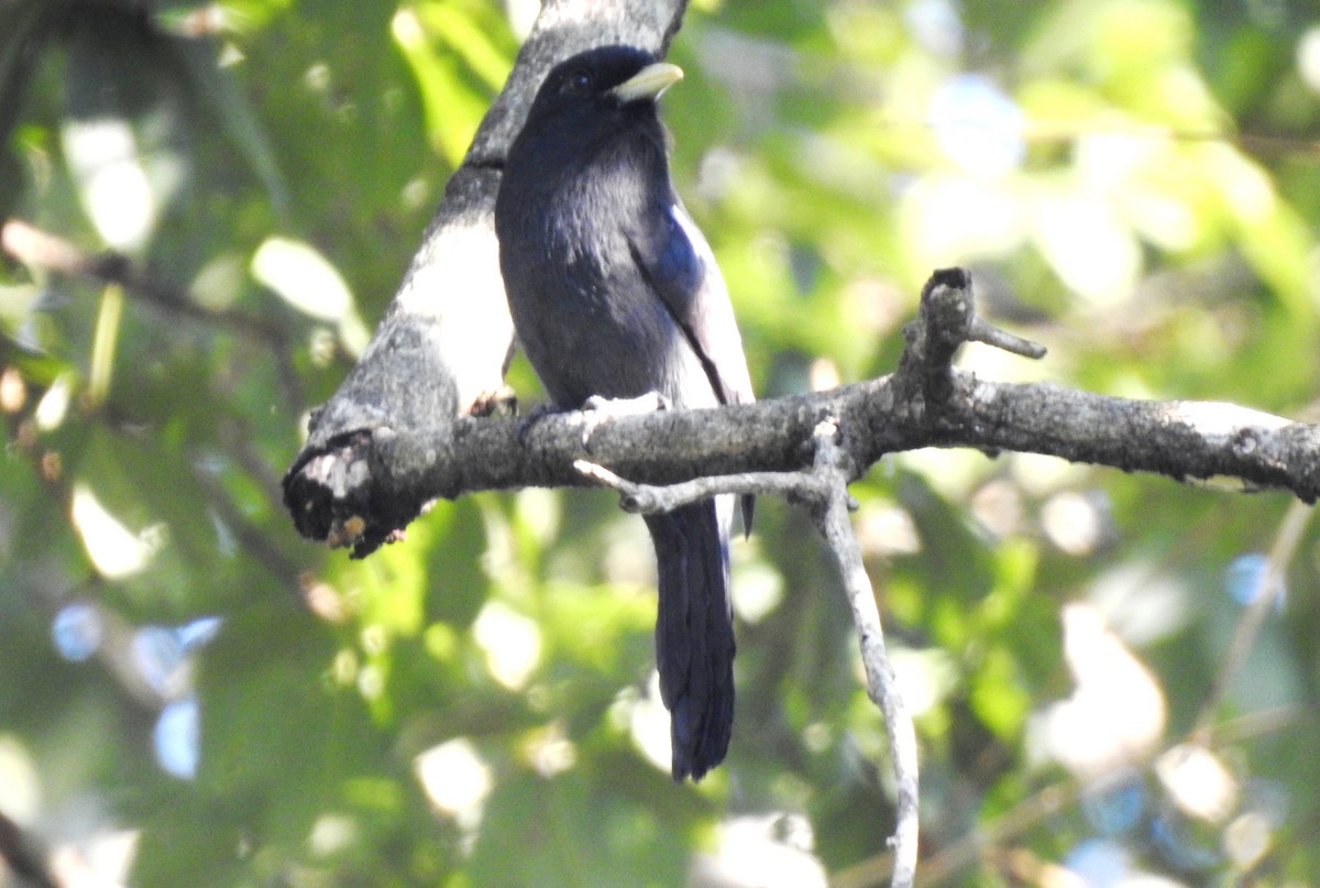 Yellow-billed Nunbird - ML646725185