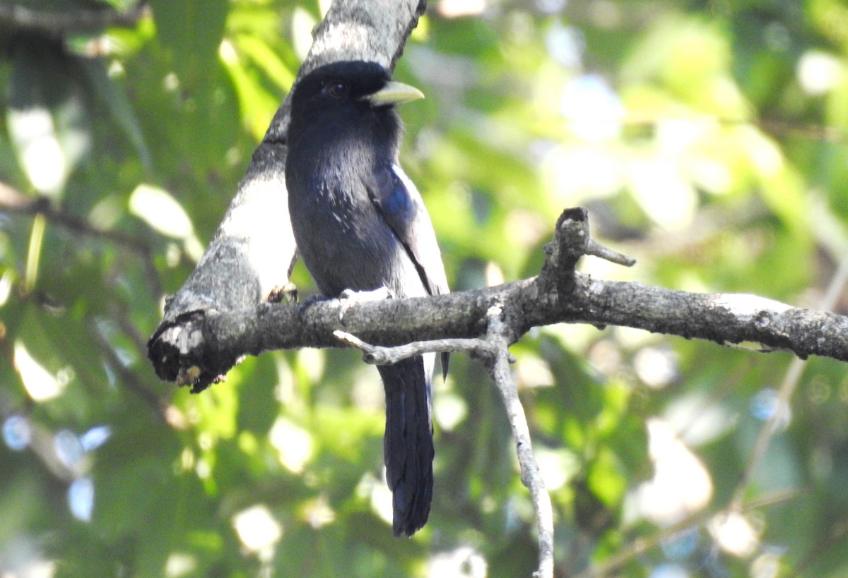 Yellow-billed Nunbird - ML646725186