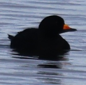 amerikasvartand - ML646725187