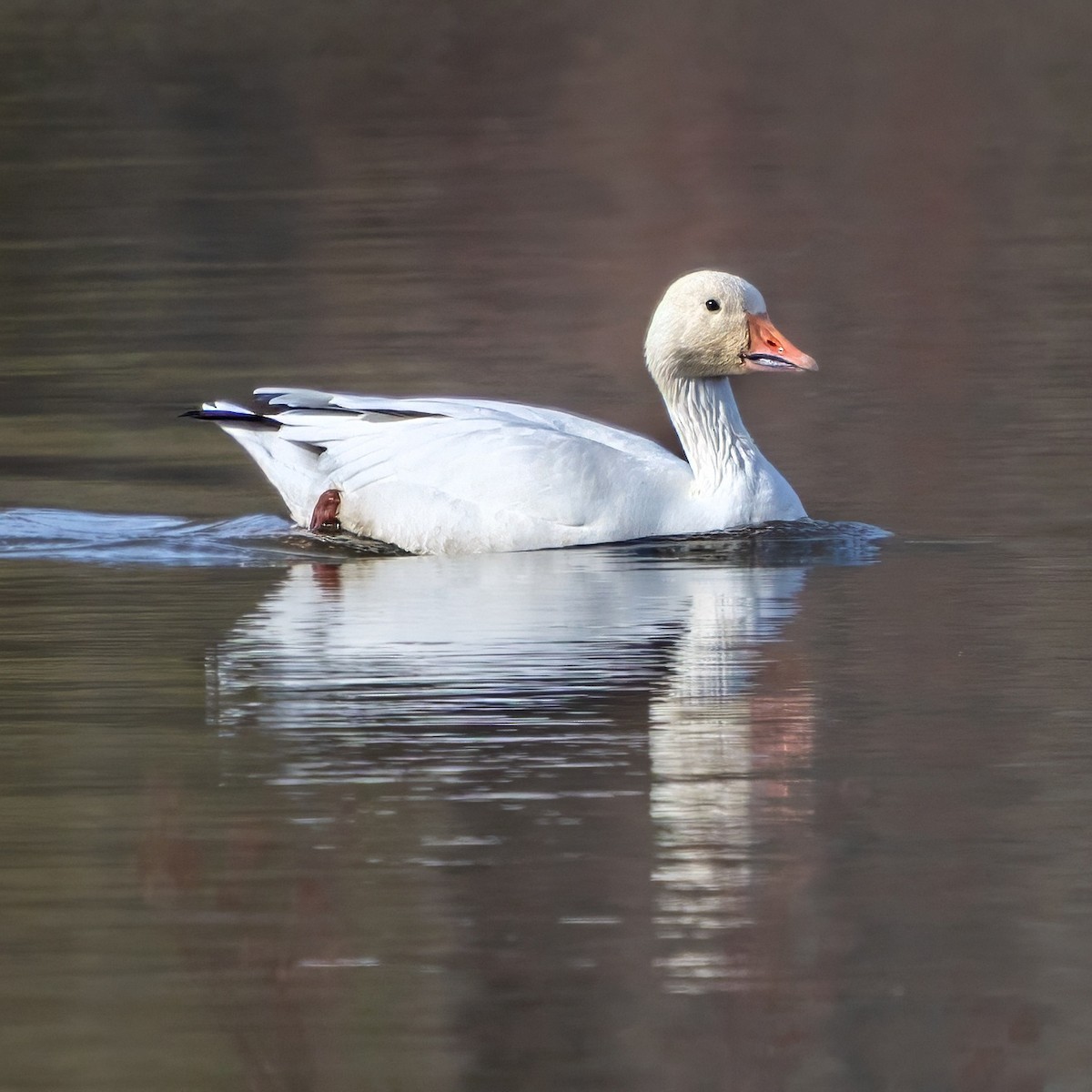 ハクガン - ML646725190