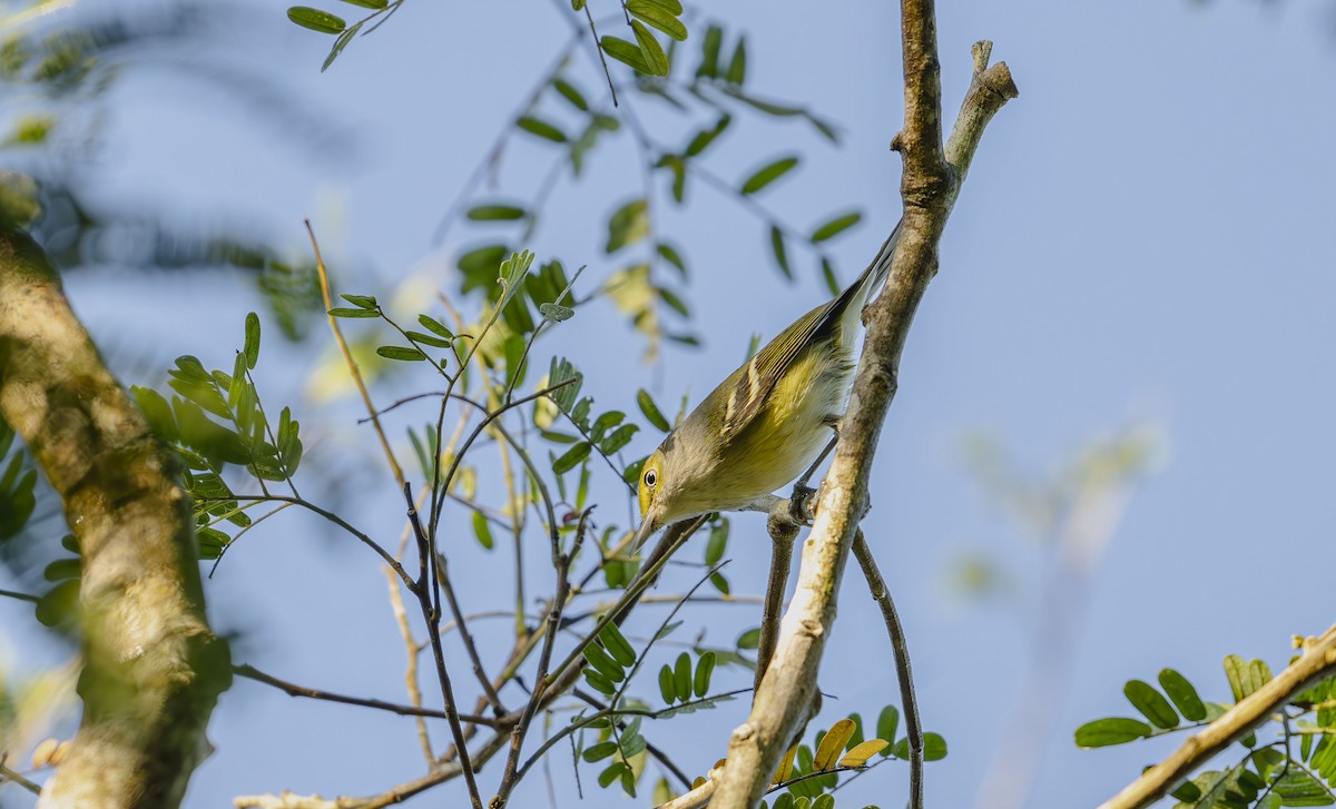 White-eyed Vireo - ML646725191