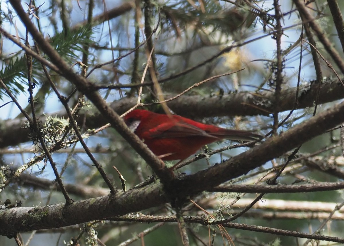 Reinita Roja (Orejiblanca) - ML646725192