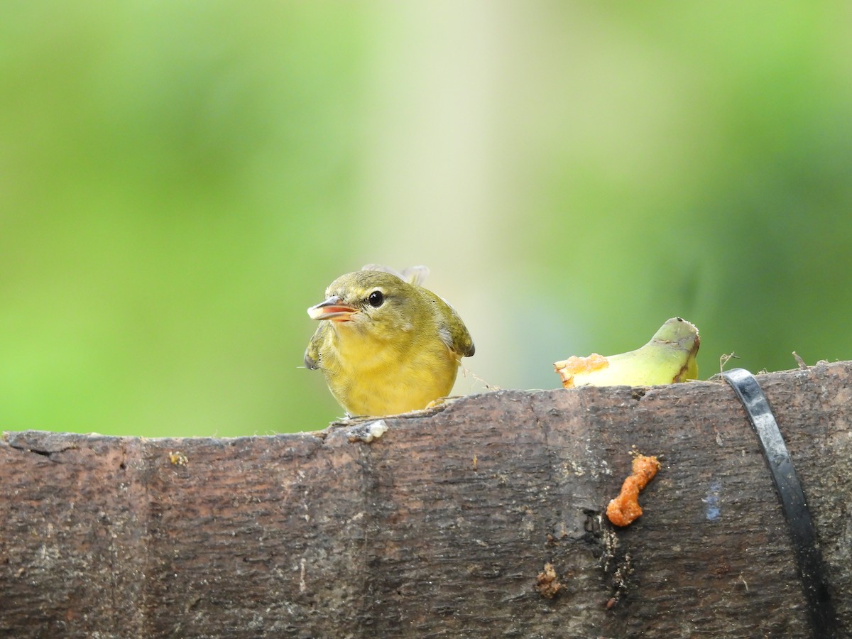 Tennessee Warbler - ML646725193