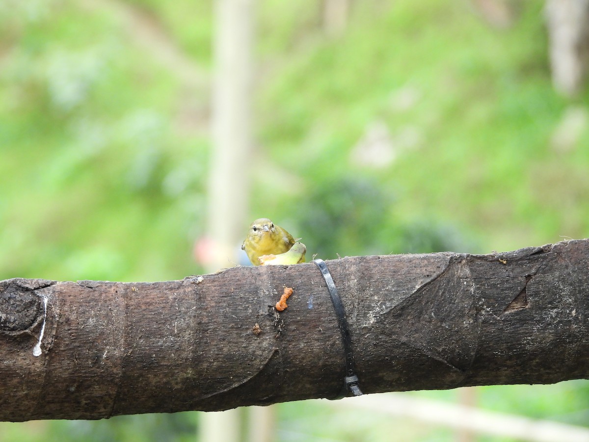 Tennessee Warbler - ML646725194