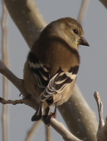 gulstillits - ML646725195