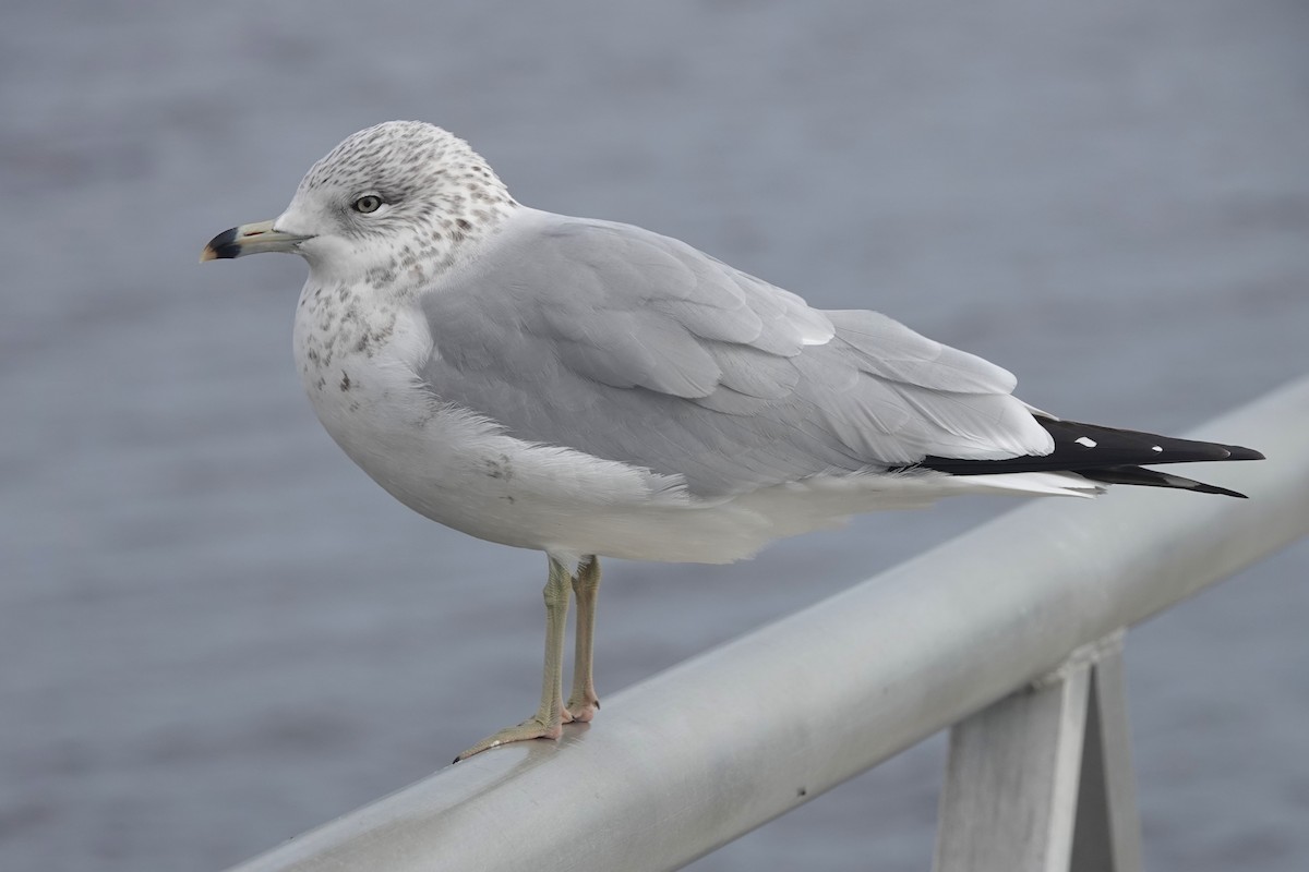 Ring-billed Gull - ML646725199