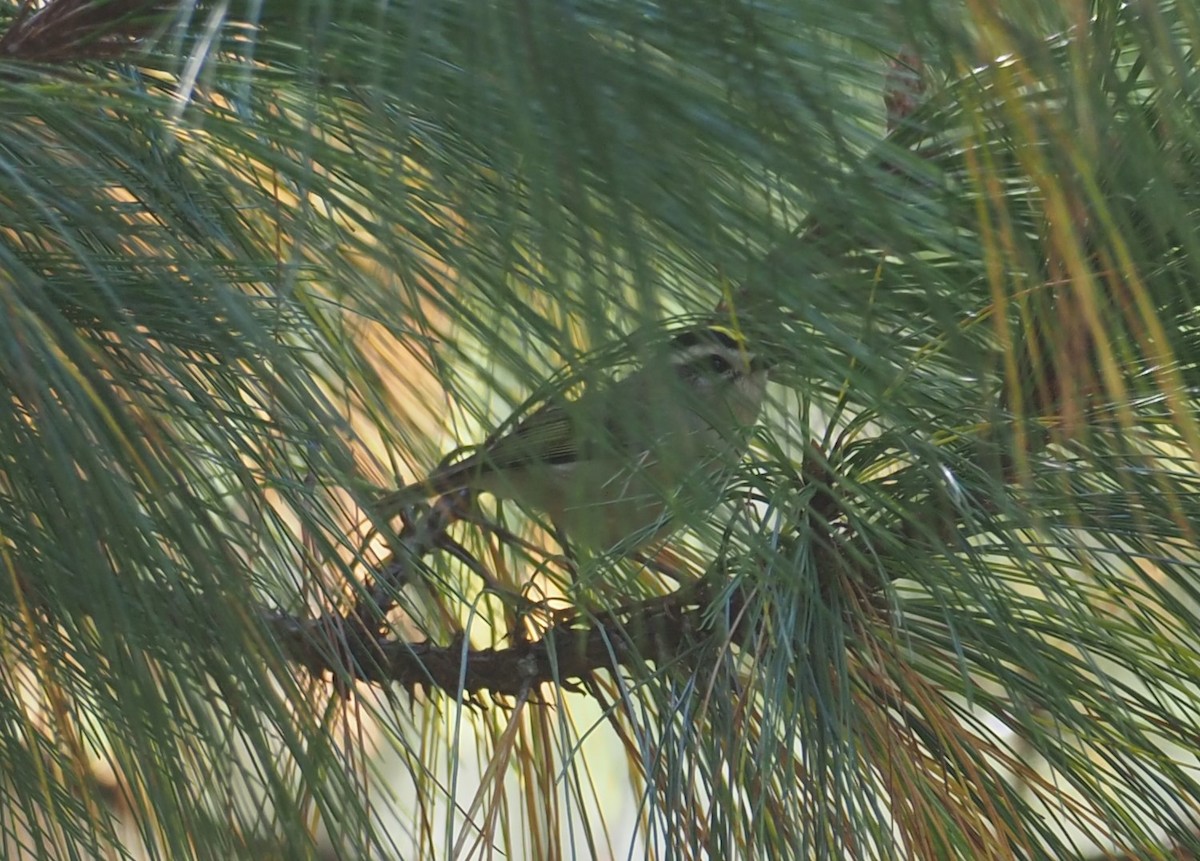Reyezuelo Sátrapa - ML646725200
