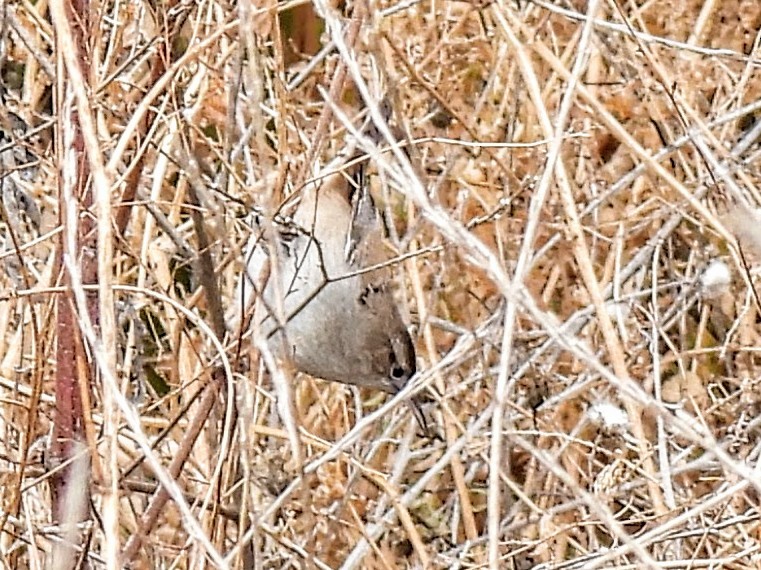 Marsh Wren - ML646725202