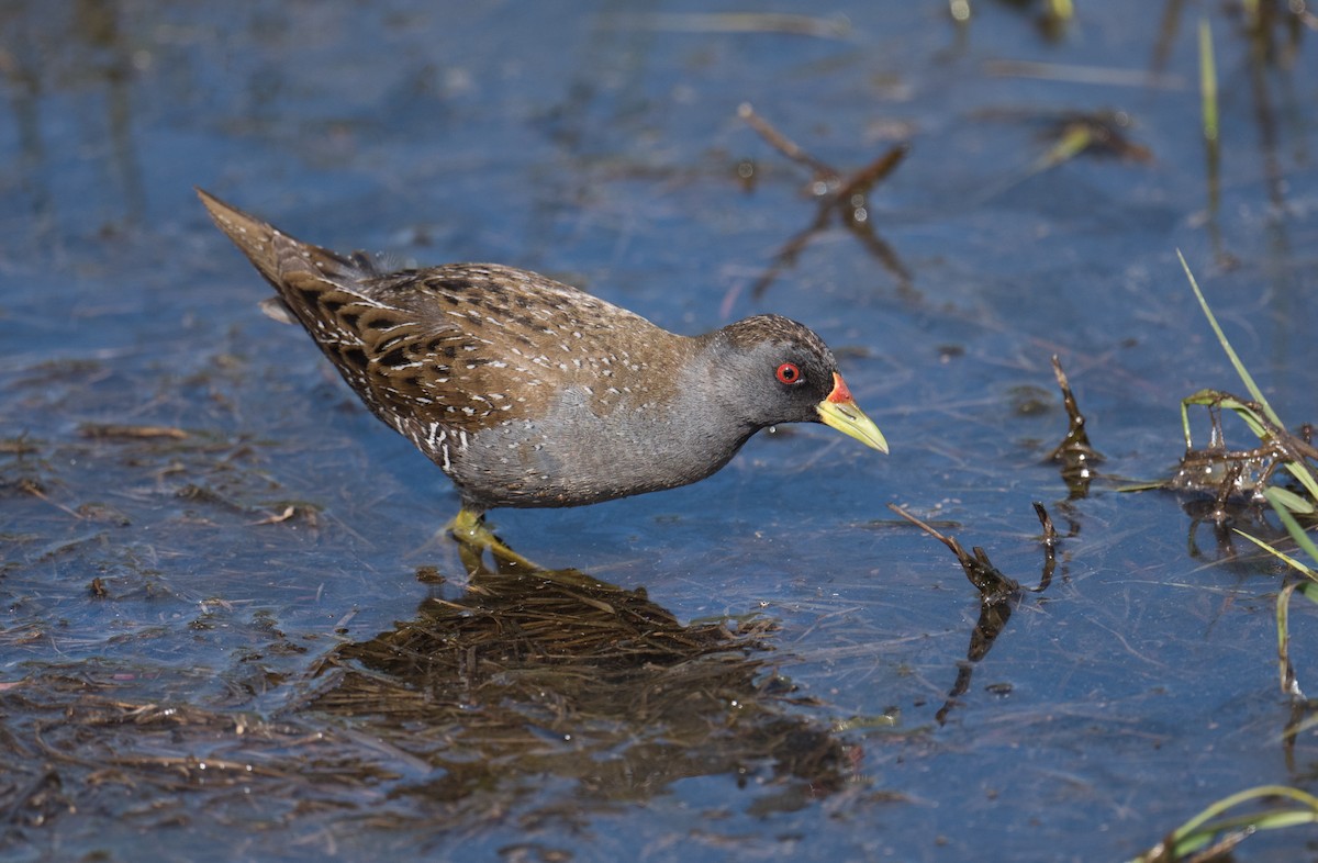 Australian Crake - ML646725203