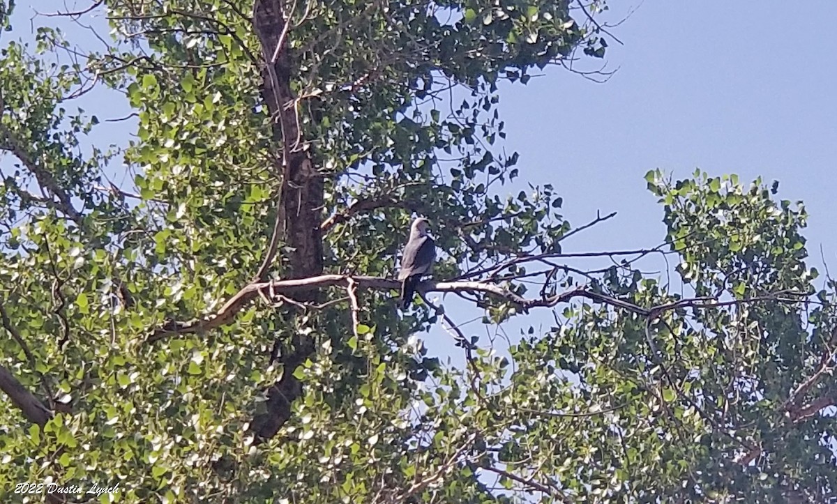 Mississippi Kite - ML646725204