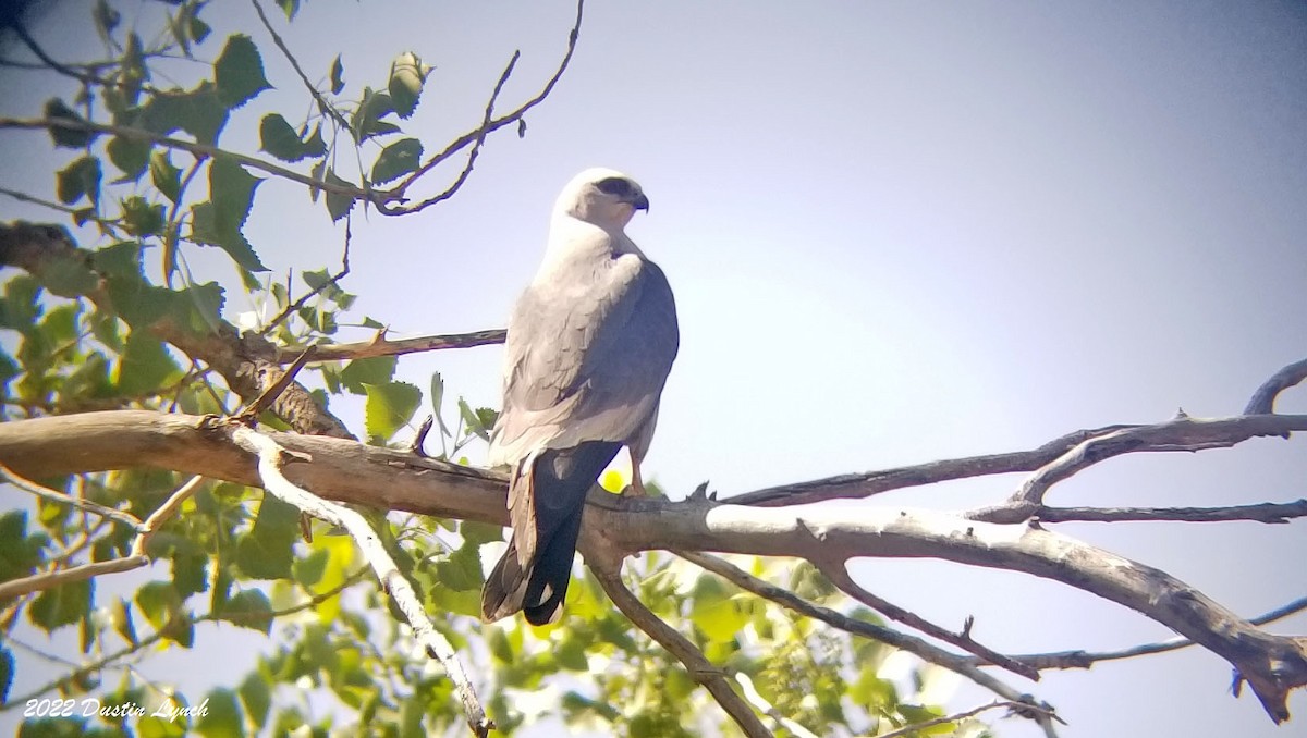 Mississippi Kite - ML646725205