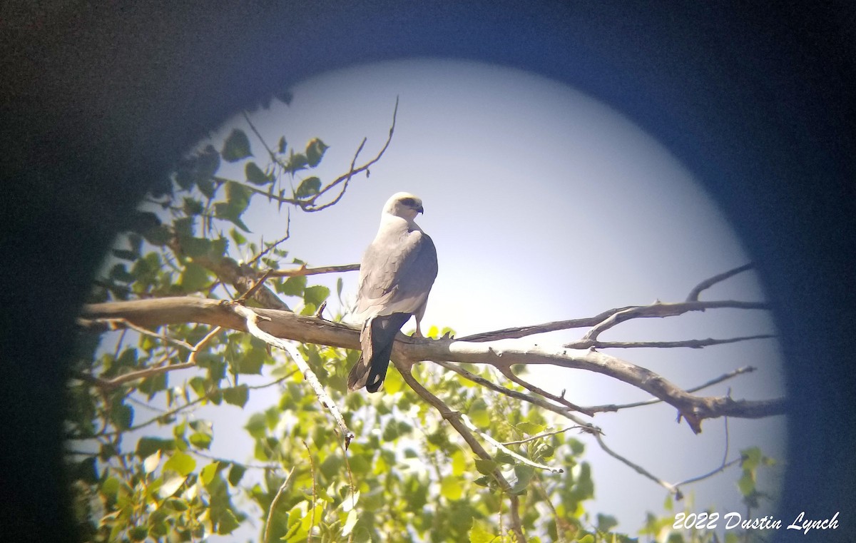 Mississippi Kite - ML646725206