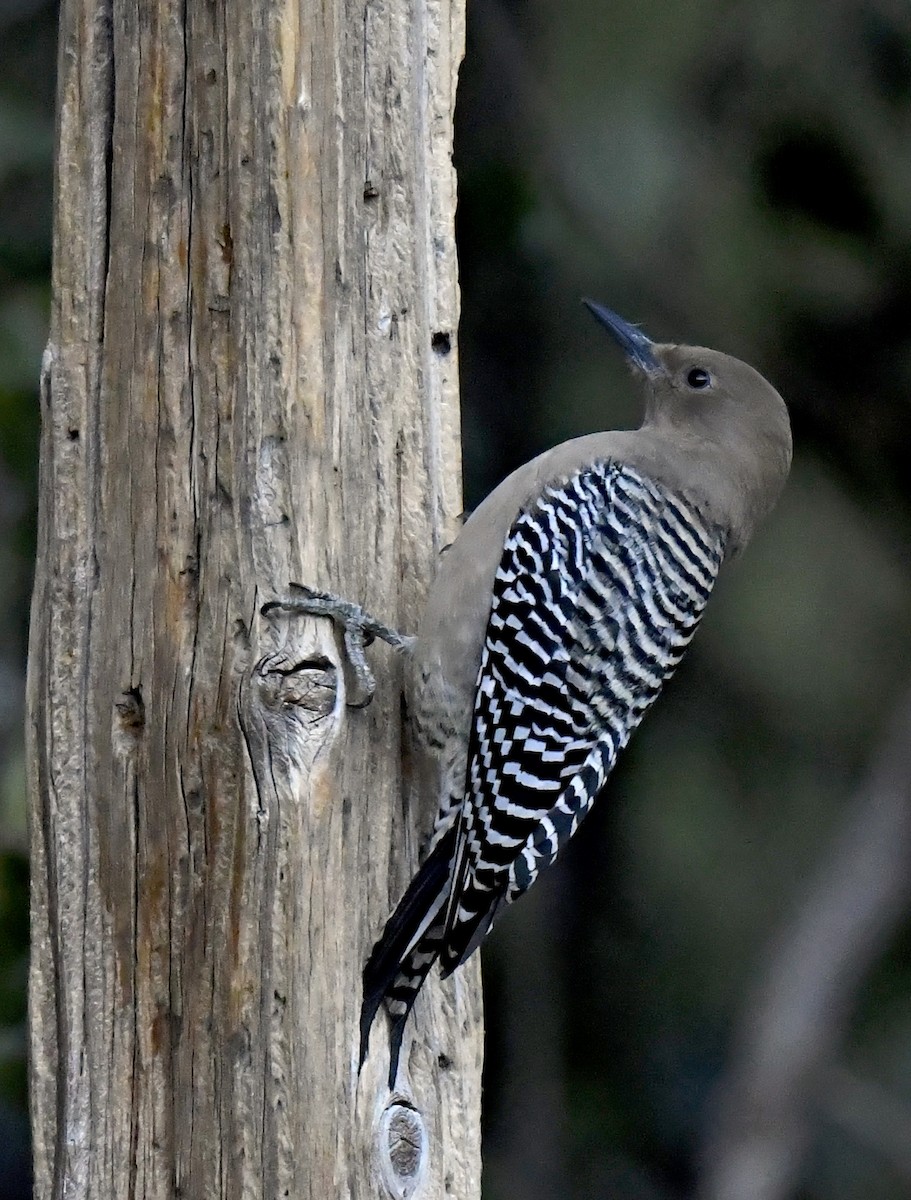 Gila Woodpecker - ML646725208