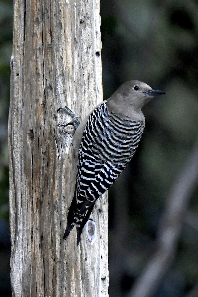 Gila Woodpecker - ML646725209