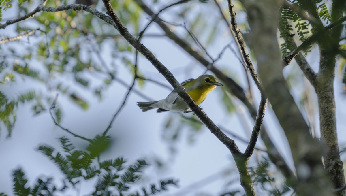 Yellow-throated Vireo - ML646725210