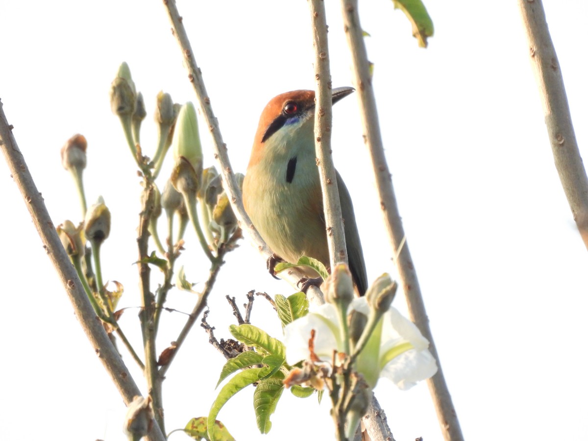 Russet-crowned Motmot - ML646725211